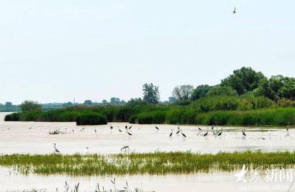 博宝配资 16天“喝”下128个大明湖！探秘黄河三角洲湿地“生命输液”